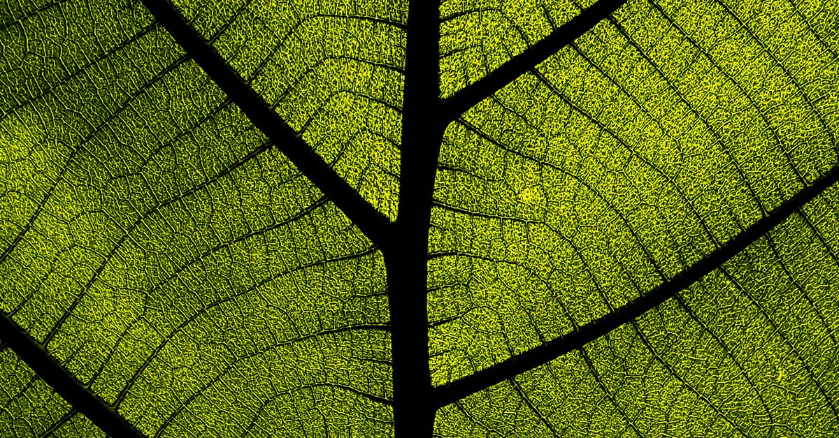 Close-up of a sunlit green leaf showing its branching structure